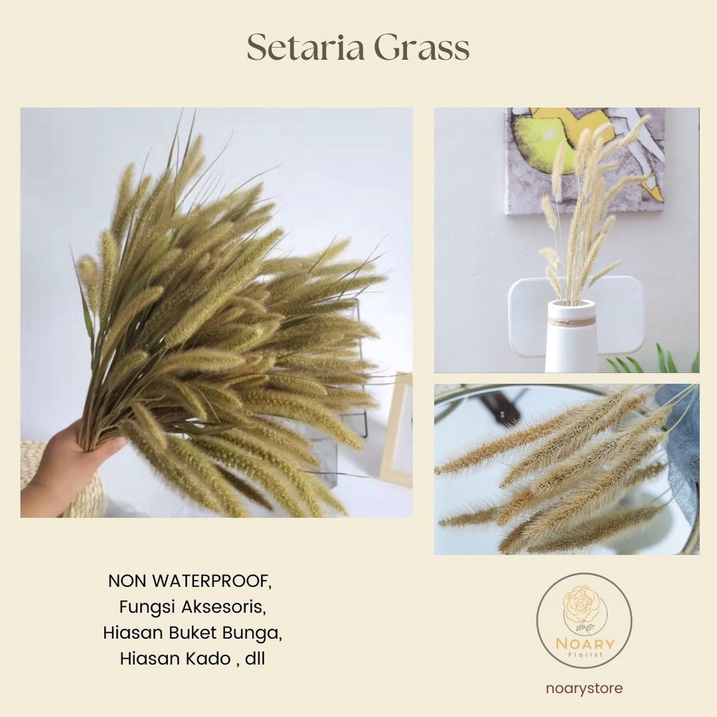 SETARIA FLOWER