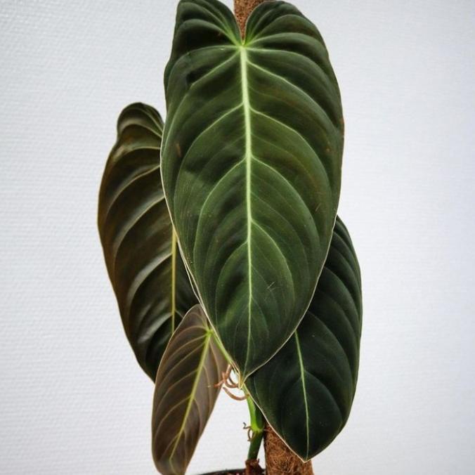 Tanaman Hias Philodendron Melanochrysum Narrow/Melano Daun besar