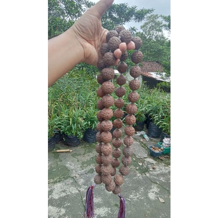Rudraksha,jenitri