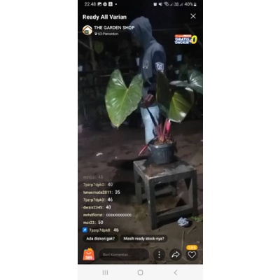 Tanaman Hias Homalomena Red Rubescens Variegata