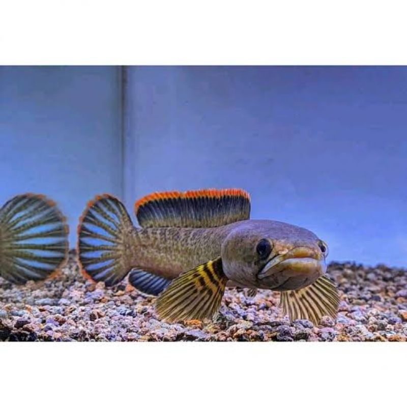 LIMBATA LAWU CB Indukan rim tebal 4-6