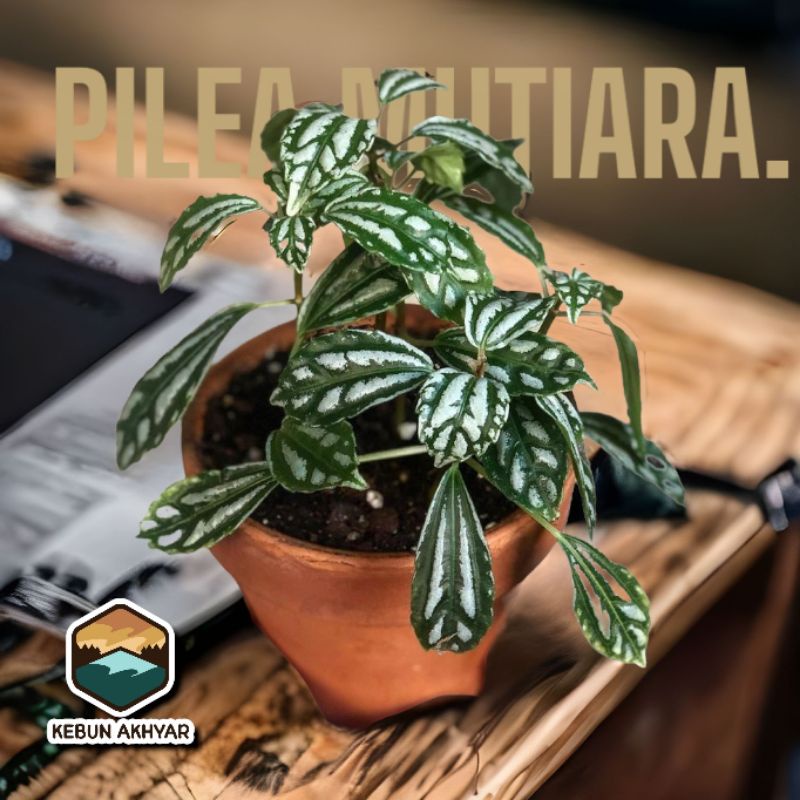 Pilea Cadierei Tanaman Hias Pilea Cadiera Tanaman Alumunium Pilea Mutiara