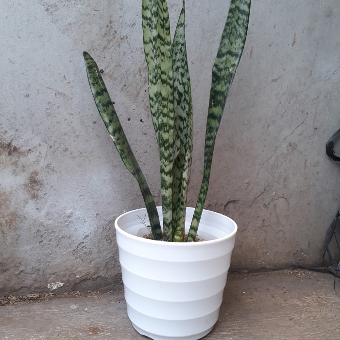pot lavenia mado 27 putih, pot putih tebal premium