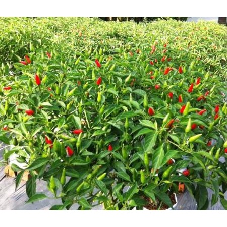 Benih Cabe Rawit Hijau GENIE 10 gram Bintang Asia