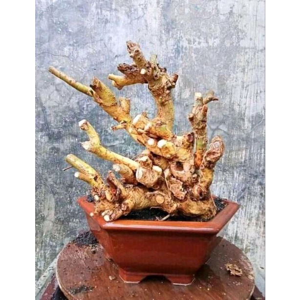 dongkelan bonsai serut gruping 28k