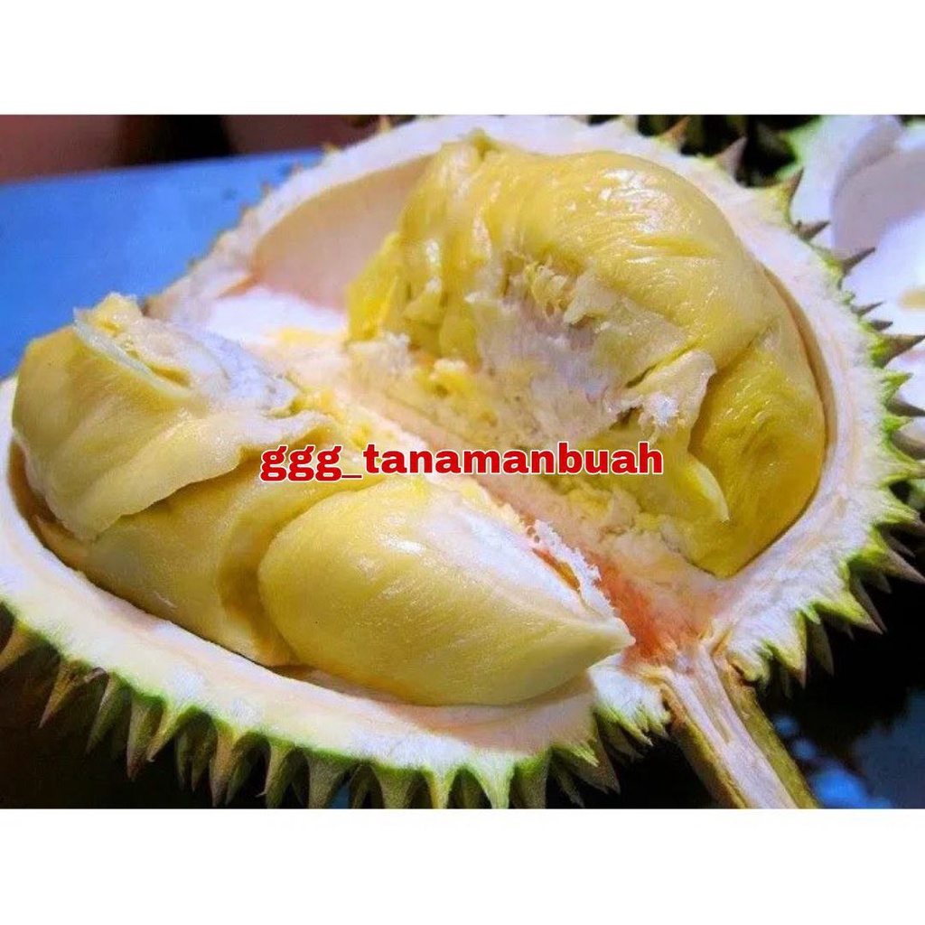 Bibit Durian Candimulyo Cepat Berbuah