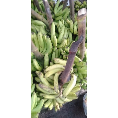 

Pisang Ijo manis 1 sisir