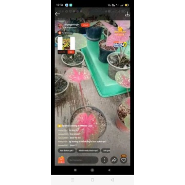 tanaman hias bunga caladium tootsie