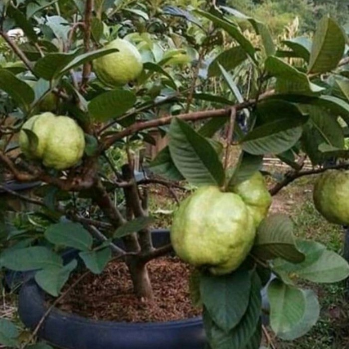 Bibit tanaman buah jambu siumik pala asli thailand UNGGULAN