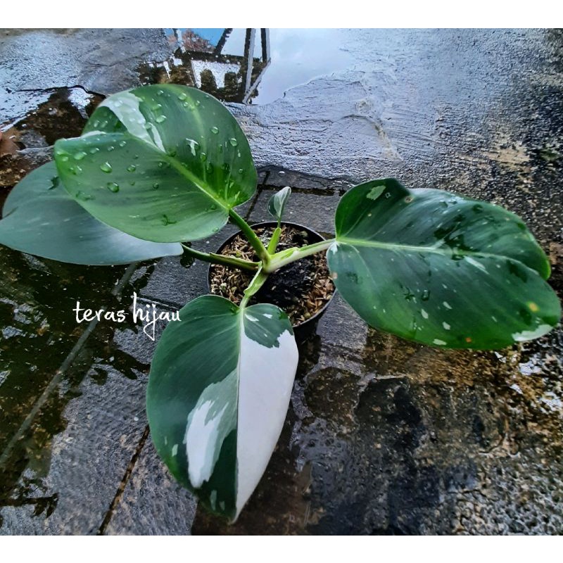 philodendron white wizard