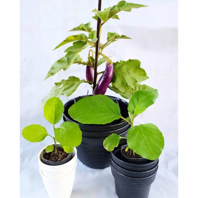 Tanaman Bibit SAYUR TERONG UNGU - Bibit Terong Ungu - Solanum
