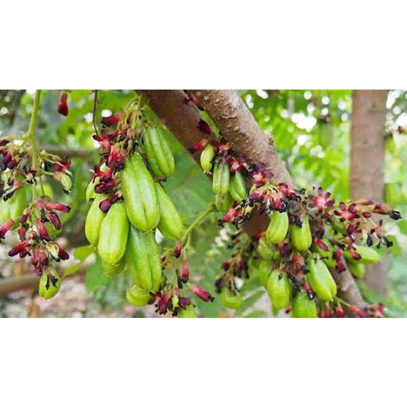 Bibit Tanaman Belimbing Wuluh Untuk Sayur Kondisi Rimbun