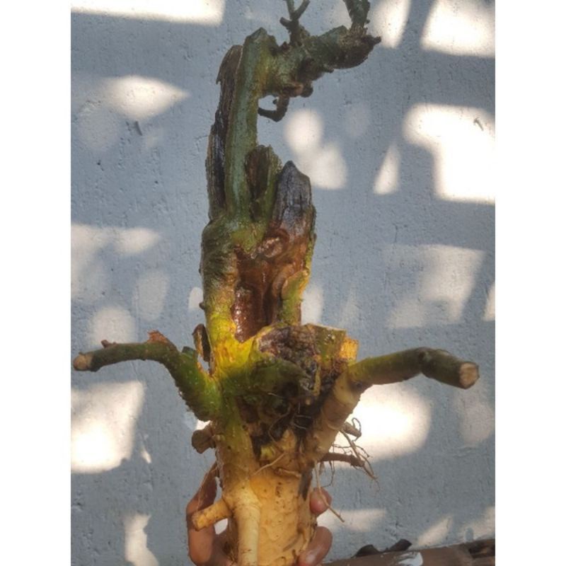 dongkelan Bonsai serut medium 13k