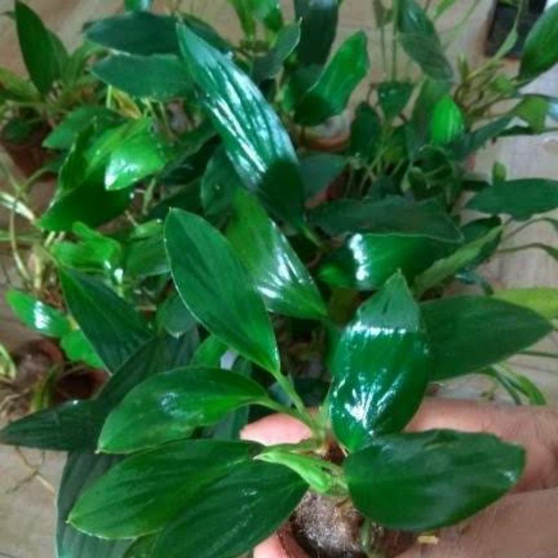 ANUBIAS SP TANAMAN AQUARIUM/ Tanaman air /Hiasan aquarium
