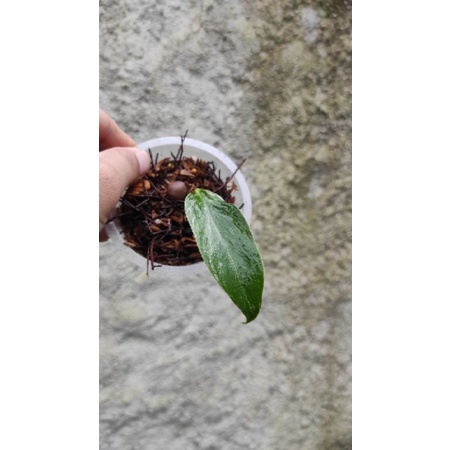 rhaphidophora megasperma variegata ekonomis