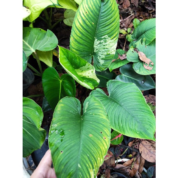 Homalomena Variegata