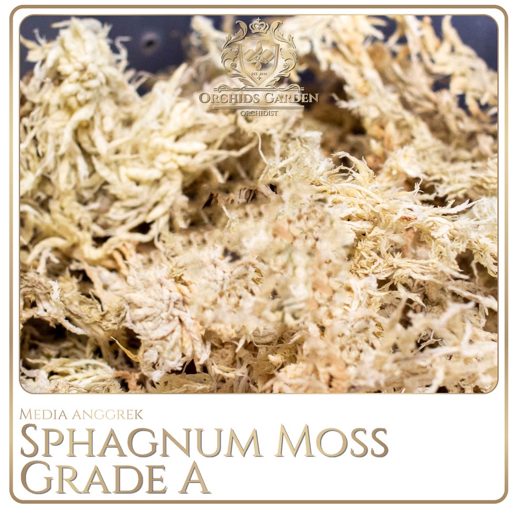 ORCHIDSGARDEN Sphagnum Moss GRADE A IMPORT Media Tanam Anggrek Spagnum Mos Spaghnum