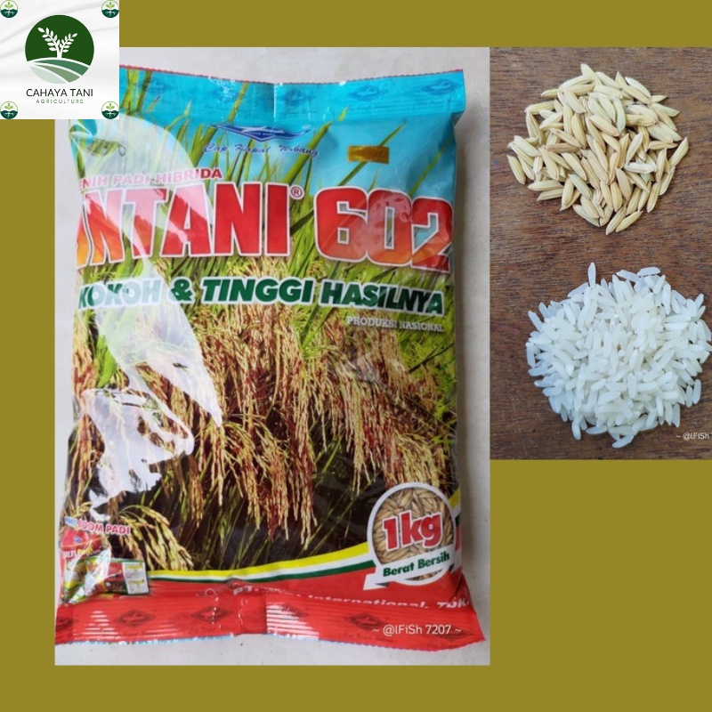 Benih Padi Hibrida Intani 602 benih padi hibrida Intani 602