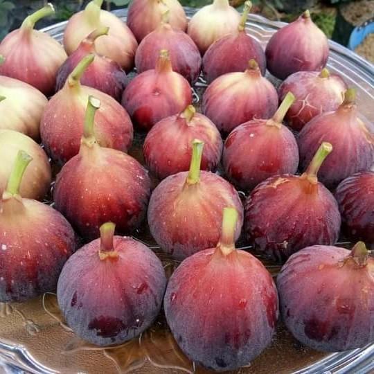 Terlaris Tanaman buah Ara buah surga Bibit pohon buah tin merah jumbo