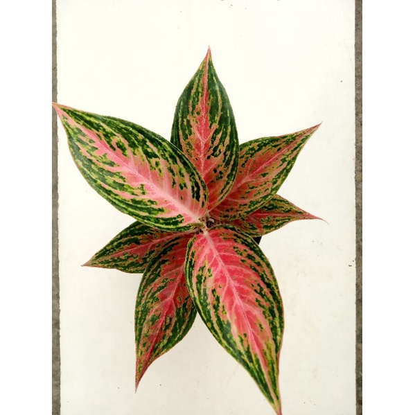 AGLONEMA PINK BEAUTY