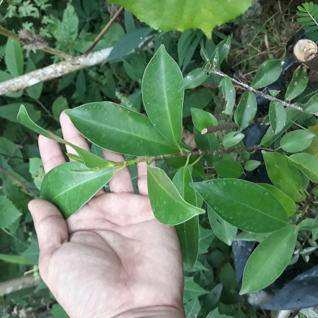 bibit tanaman iprik bibit preh