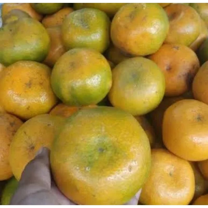 

jeruk madu besar 1 kg