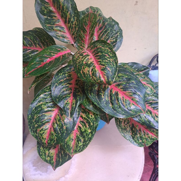 Aglonema Big Papa Dewasa Tunggal - Rumpun