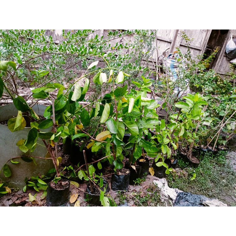 bibit bonsai sancang golden