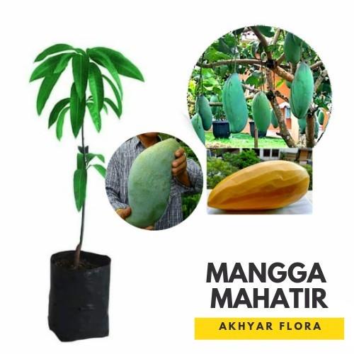 Bibit Mangga Mahatir Pohon Mangga Bibit Buah Mangga Mahatir