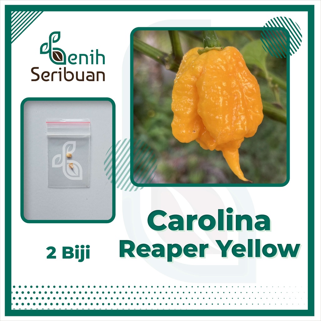 Benih Seribuan - 2 Bibit Cabe Carolina Reaper Kuning Unggul