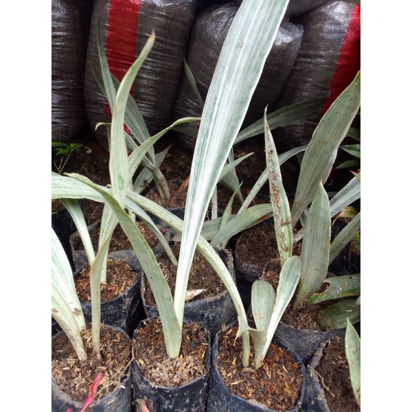 sensivera silver, lidah mertua silver