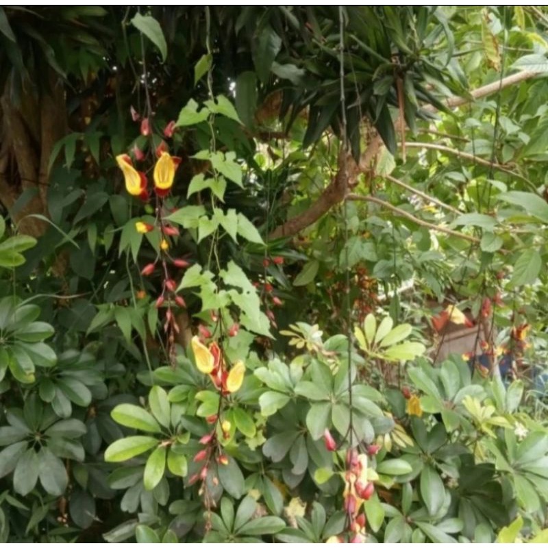 Bibit tanaman flame of Irian coklat