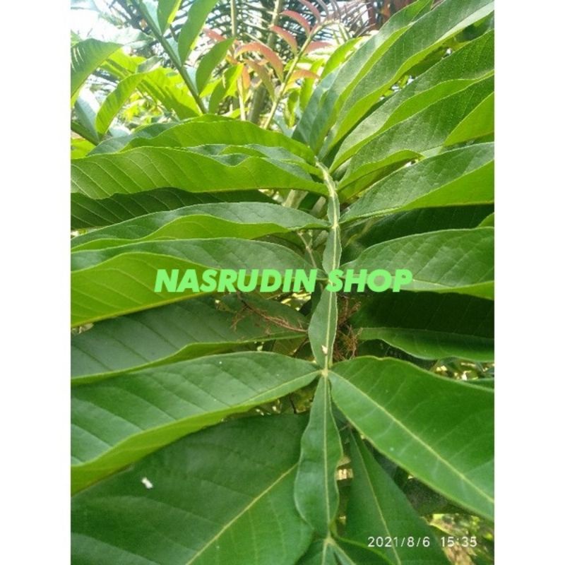 

[Fresh] DAUN SUNGKAI SEGAR LANGSUNG PETIK