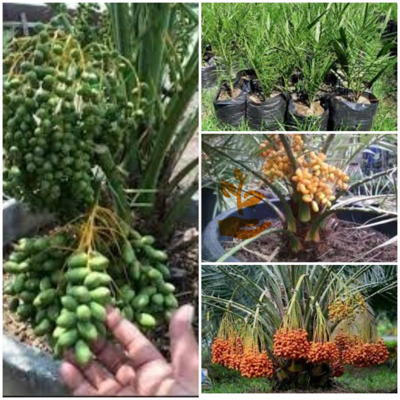 PROMO BIBIT BUAH KURMA