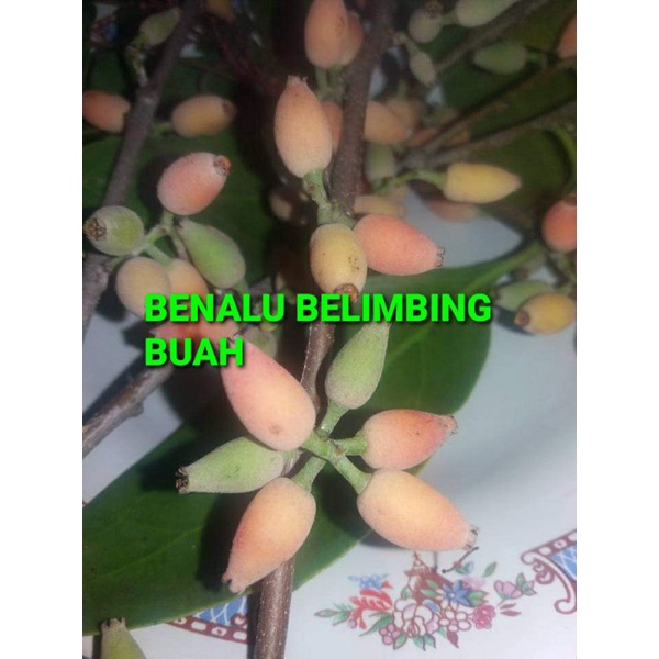 

DAUN BENALU BELIMBING BUAH KERING 1000 GRAM