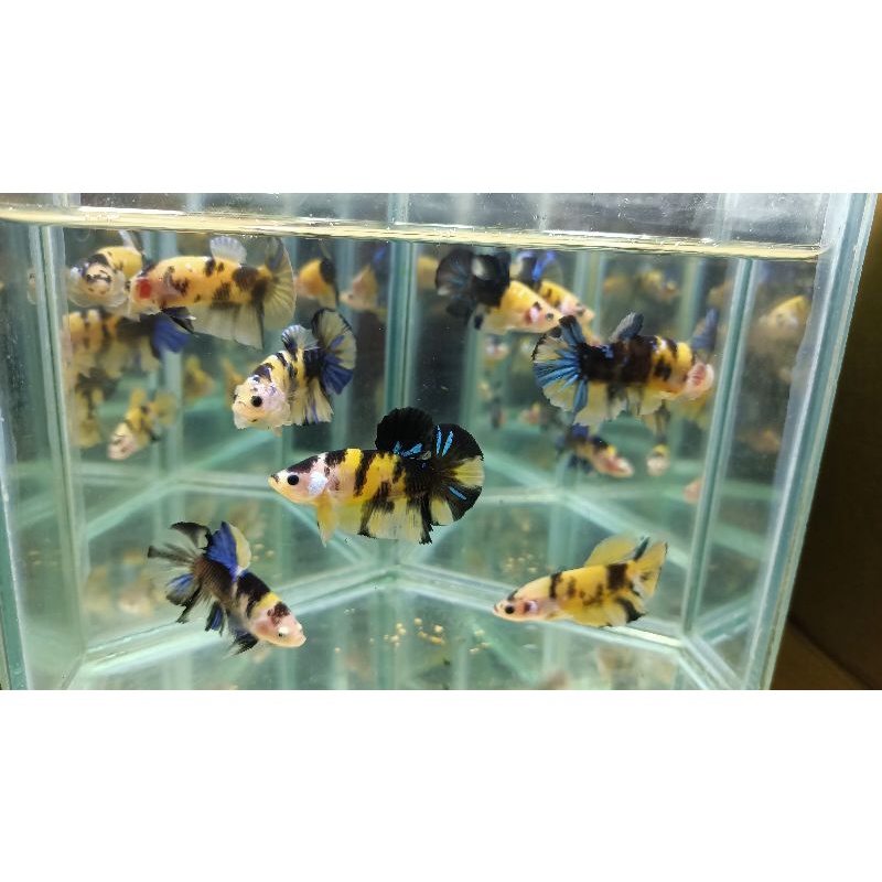 yellow koi galaxy line Thailand & oren base galaxy