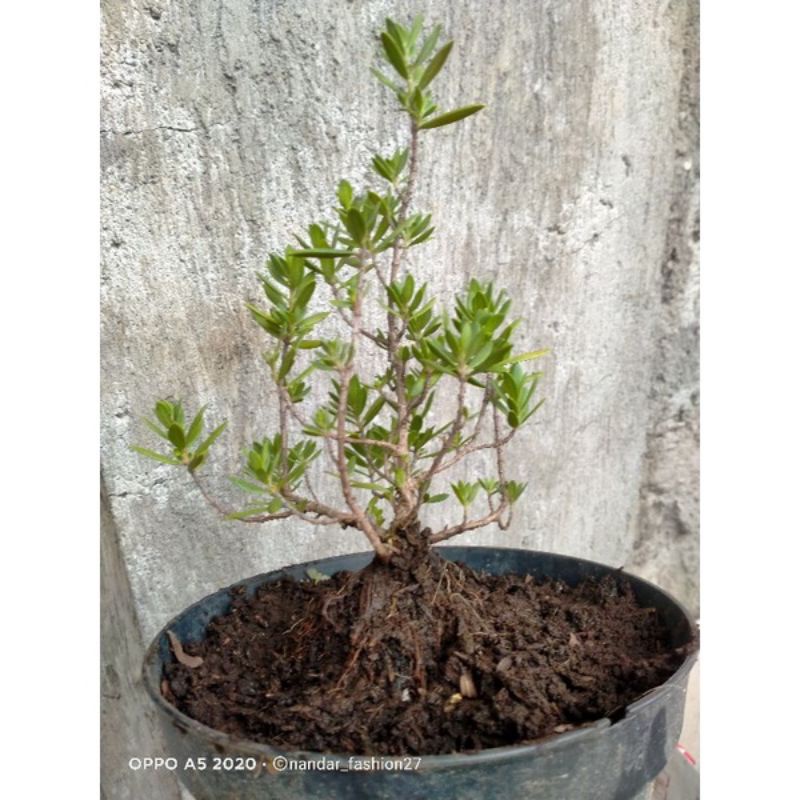 bonsai santigi mawar micro super 55k