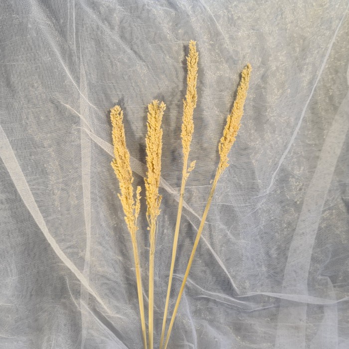 sorgum dried flower natural