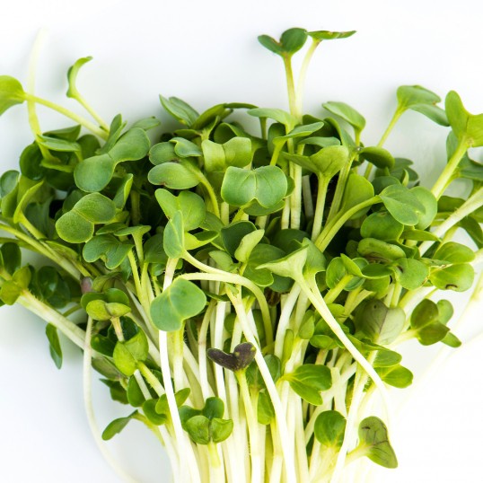 Benih Seribuan - 40 Bibit Microgreen Green Radish Sprout Organik