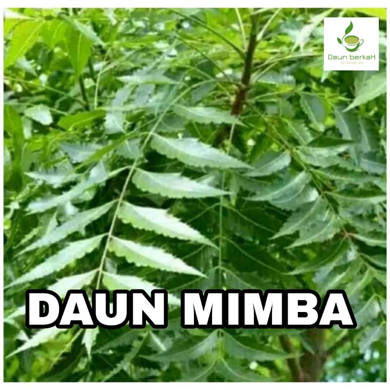 

DAUN MIMBA SEGAR SIAP KIRIM HARGA MURAH