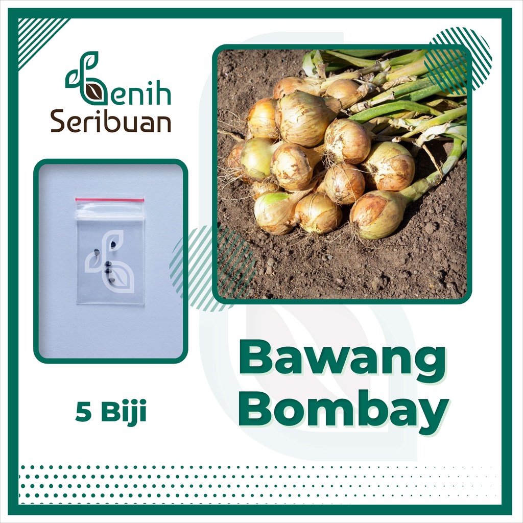 Benih Seribuan - 5 Bibit Sayuran Bawang Bombay Import Unggul