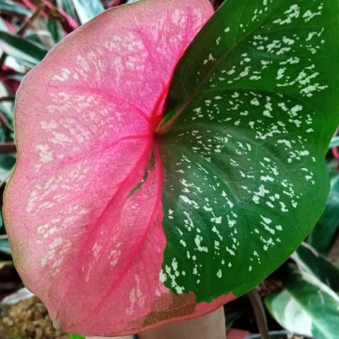 Tanaman Hias Keladi Baret Merah - Keladi Merah