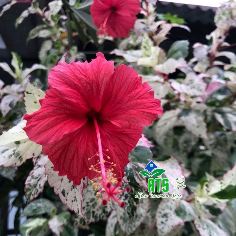 tanaman hias kembang sepatu variegata kembang merah - pohon bunga sepatu variegata bunga merah