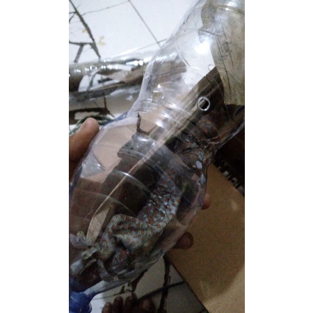 juak tokek rumah untuk obat ukuran 15cm