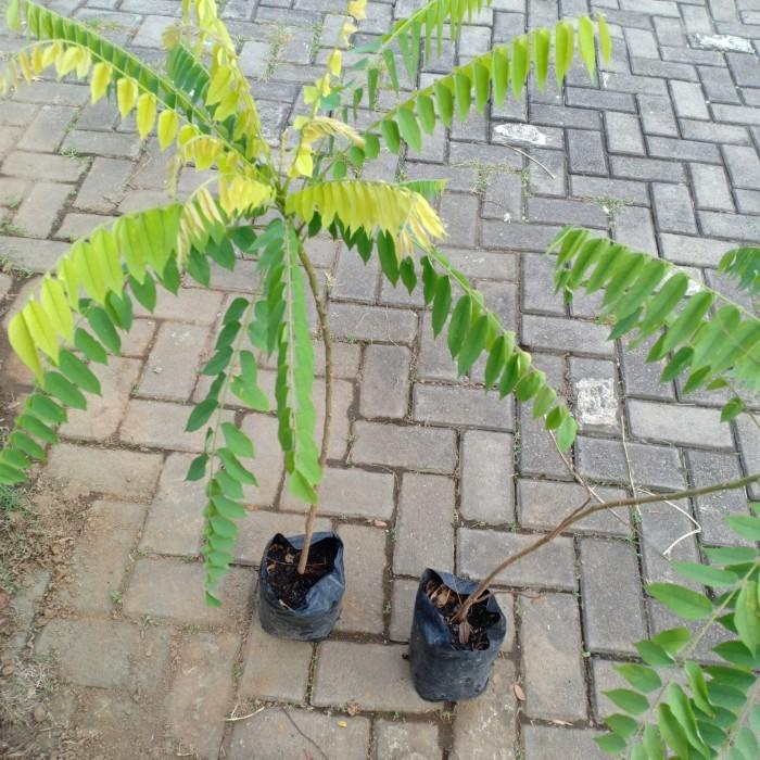 Bibit Tanaman Belimbing Wuluh / Tanaman Buah Belimbing Wuluh / Bibit