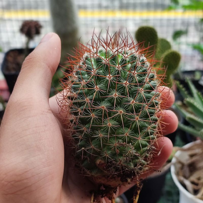 Kaktus Mammillaria Rhodantha Ownroot