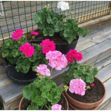 Tanaman Bunga Geranium Berbunga