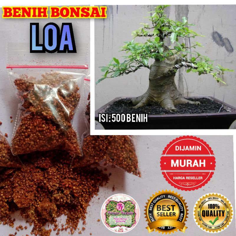 BENIH BONSAI LOA Ficus Loa Bonsai