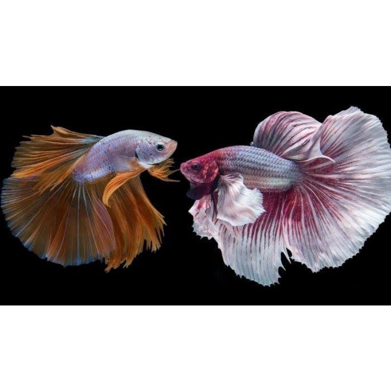 Cupang halfmoon red dragon