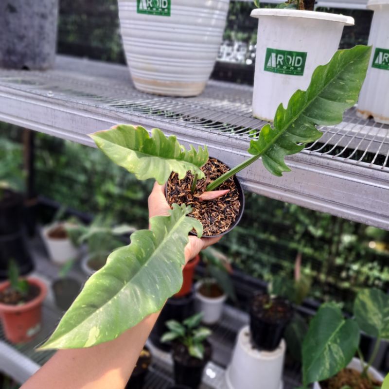 Philodendron Ring Of Fire Varigata